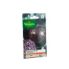 Best VILMORIN Graines de Chou rouge Tête noire - graines à semer