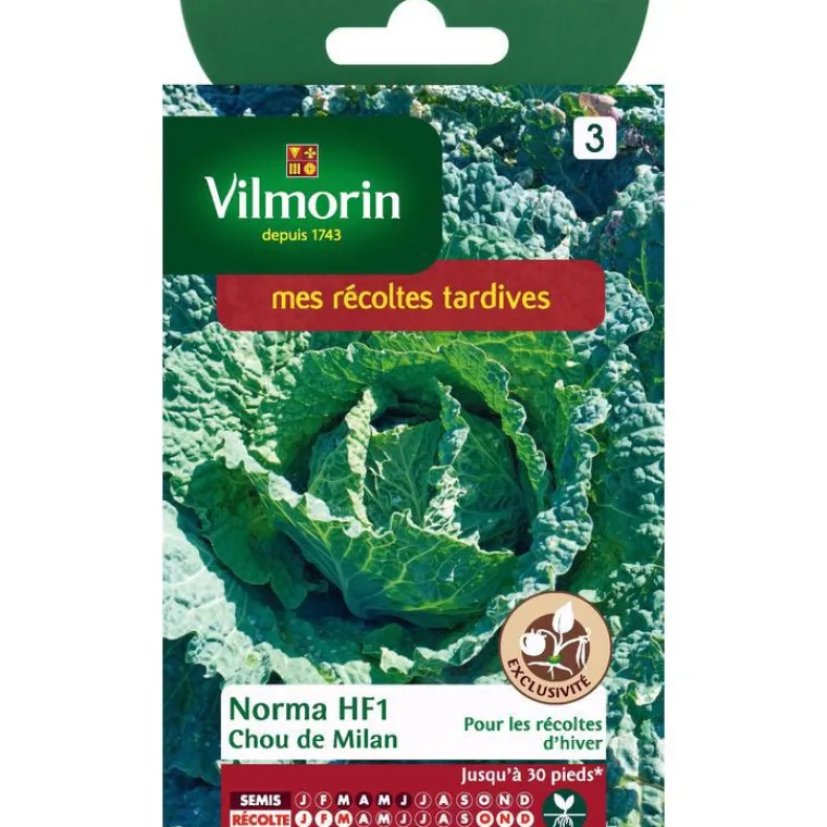 Outlet VILMORIN Graines de choux de Milan norma HF1 - graines à semer