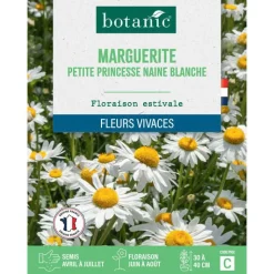 Online BOTANIC® Graines de fleurs de Marguerite petite princesse naine blanche
