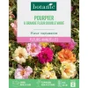 Online BOTANIC® Graines de fleurs de Pourpier à grande fleur double varié