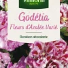 Sale VILMORIN Graines de Godetia Fleurs d’Azalée varié - graines à semer