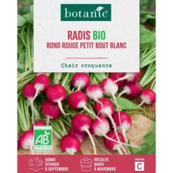 Hot BOTANIC® Graines de radis rond rouge à petit bout blanc bio - graines à semer
