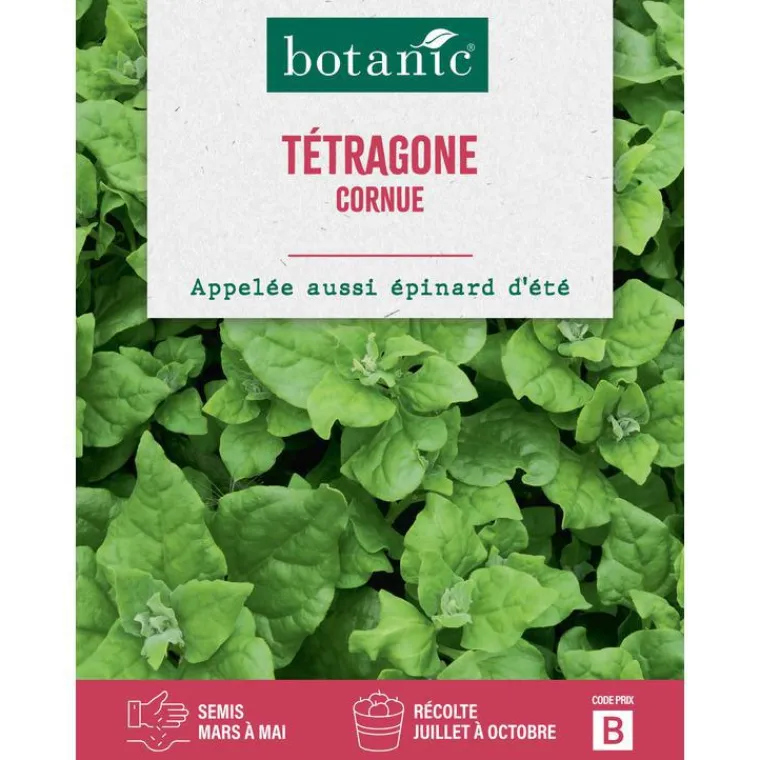 Hot BOTANIC® Graines de tétragone cornue - graines à semer