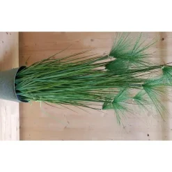 Sale Graminée Papyrus pot zinc 150 cm