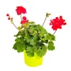 Clearance BOTANIC® Géranium zonal rouge - Le pack de 6 plants