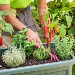 Discount BOTANIC® Griffe 5 dents à poignée en bois coloris clafoutis