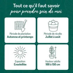 Sale BOTANIC® Groseillier A Grappe Delbard Giganta®. Le pot de 2 litres