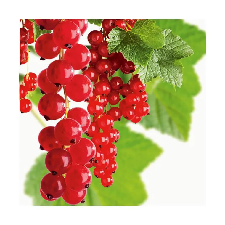 Hot BOTANIC® Groseillier A Grappe Jonkheer Van Tets Bio. Le pot de 2 litres