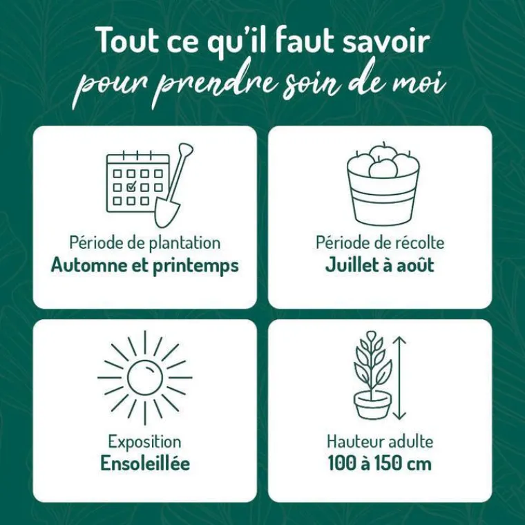 Hot BOTANIC® Groseillier A Grappe Jonkheer Van Tets Bio. Le pot de 2 litres