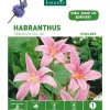 Sale BOTANIC® Habranthus Zephyranthes Robustus rose - 10 bulbes