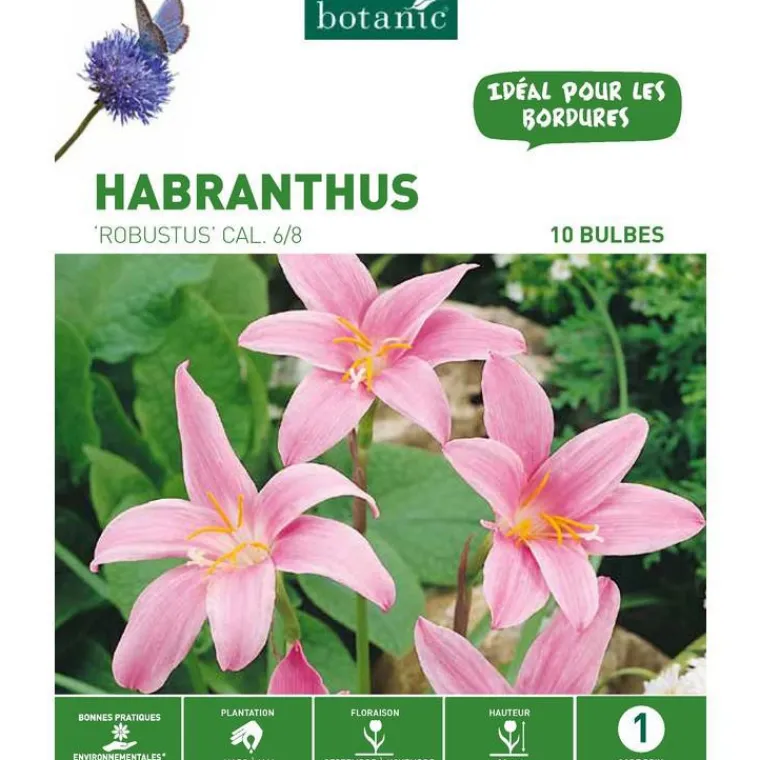 Sale BOTANIC® Habranthus Zephyranthes Robustus rose - 10 bulbes