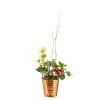 BOTANIC® Hellébore en pot cuivre