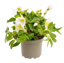 Discount BOTANIC® Hellébore (ou Rose de Noël) blancHE HGC® DIVA® - Le pot de 1,5 litres