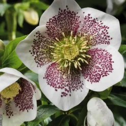 BOTANIC® Hellébore (ou Rose de Noël) ponctuée blanc - Le pot de 0,75 litres