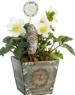 Outlet BOTANIC® Hellébore pot bois – 13 x 13 cm