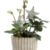Hot BOTANIC® Hellébore pot effet velours côtelé - Ø 10 cm
