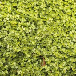 Discount BOTANIC® Helxine Doree - Le pot de 9 x 9 cm