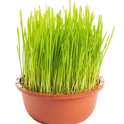 Hot Herbe A Chat Bio. La coupe de diamètre 16 cm