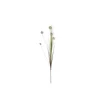 Herbe Pom Pom blanche fleur artificielle H 84 cm