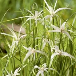 BOTANIC® Herbe étoilée godet pot de 3 litres