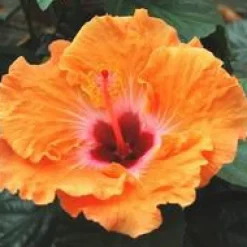 Online HIBISCUS