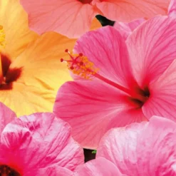 Hot BOTANIC® Hibiscus. Le pot de Ø 17 cm