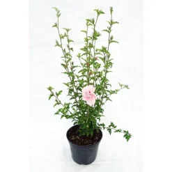 Sale HIBISCUS syriacus PINK CHIFFON ® 'Jwnwood4' cov 5L