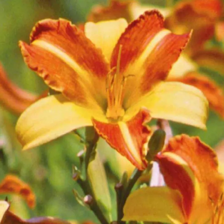 Best BOTANIC® Hémérocalle rouge jaune - Le pot de 9 x 9 cm