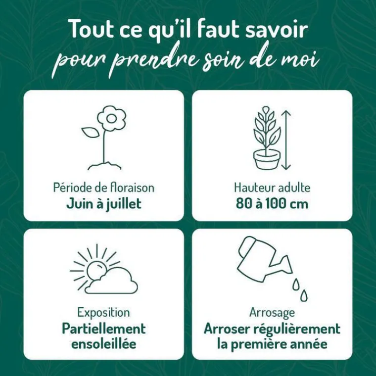 Best BOTANIC® Hémérocalle rouge jaune - Le pot de 9 x 9 cm