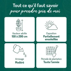 Best BOTANIC® Hortensia paniculé Phantom blanc. Le pot de 3 litres