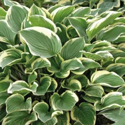 Hot BOTANIC® Hosta Aureomarginata - Le pot de 9 x 9 cm