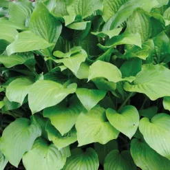 Online BOTANIC® Hosta Royal - Le pot de 9 x 9 cm