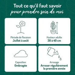 Online BOTANIC® Hosta Royal - Le pot de 9 x 9 cm