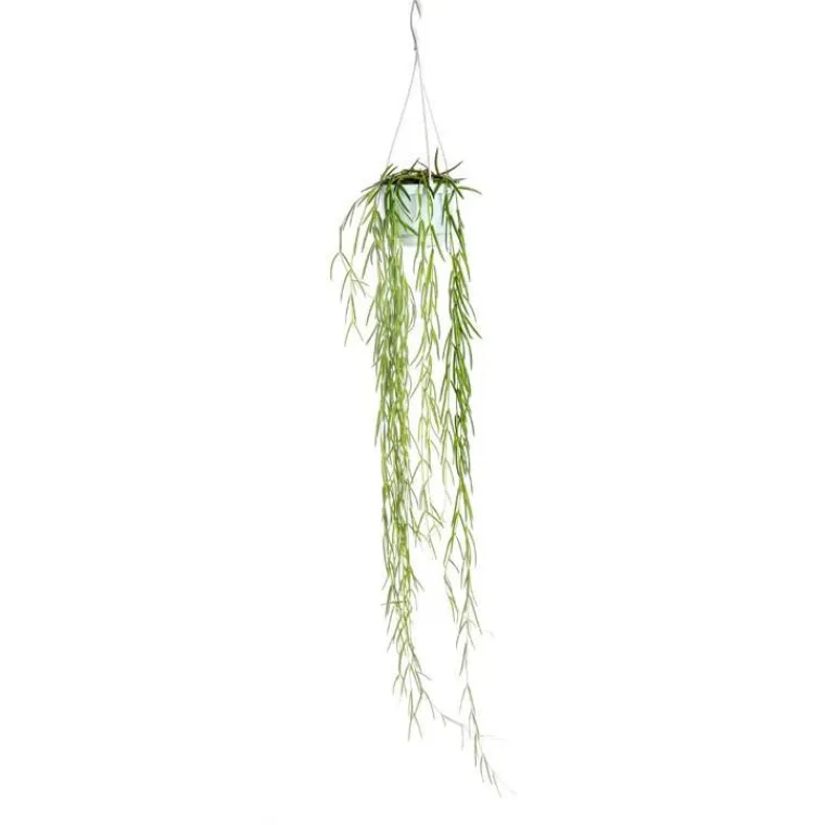 Hot Hoya Linearis suspension Ø12xH80 cm