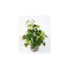LABEO Hydrocolite vert en plastique 19 cm