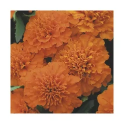 New BOTANIC® Œillet d'Inde orange - Le pack de 6 plants