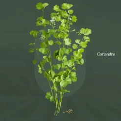 Outlet YOGI TEA Infusion de Noël édition Christmas Tea - la boîte carton de 17 sachets