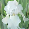 Online BOTANIC® Iris des jardins Glacier - Le pot de 1 litre