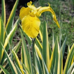 Outlet BOTANIC® Iris des marais à feuillage panaché godet 9x9 cm