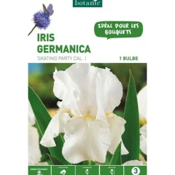 Hot BOTANIC® Iris Germanica Skating Party blanc - 5 bulbes