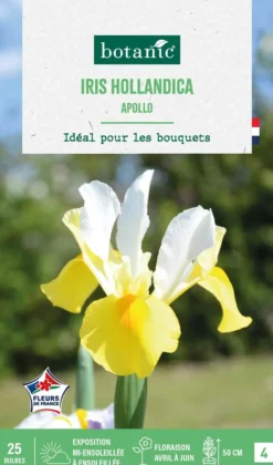Outlet BOTANIC® Iris hollandica apollo - 25 bulbes