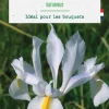 Clearance BOTANIC® Iris hollandica saturnus en mélange - 25 bulbes