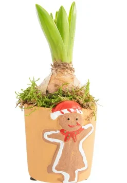 New BOTANIC® Jacinthe composition hiver pot pain d’épices rond - Ø 7 cm