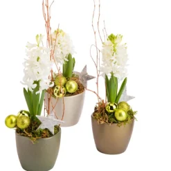 Sale BOTANIC® Jacinthe en pot céramique