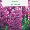 Clearance BOTANIC® Jacinthe woodstock - 5 bulbes
