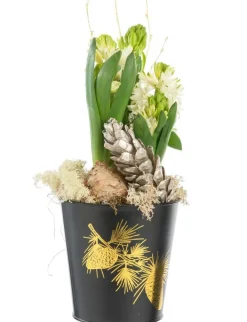 BOTANIC® Jacinthe x 3 pot zinc noir - Ø 13 cm