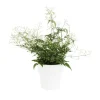 Clearance Jasmin blanc d’hiver (JASMINUM POLYANTHUM) ø12 X H30 cm