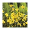 Outlet BOTANIC® JASMIN NUDIFLORUM. Le pot de 3 litres