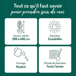 Discount BOTANIC® Jasmin étoilé. Le pot de 1,3 litres