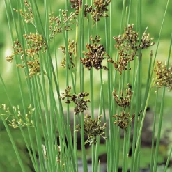BOTANIC® Juncus inflexus glaucus pot de 3 litres